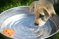 Lily playing with toys in her water bowl.