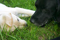 Lily and Ebony.. playing?