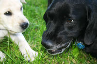 Ebony snarling at Lily (She gets tired of playing)