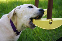 Lily, back to eating the swingset.