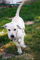 Lily running