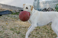 IMG_9671a