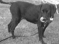 Mid-lick.  7/3/04