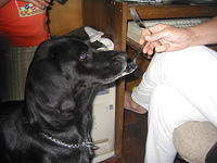Mom feeding Ebony.. there's no wonder why she begs.