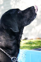 Ebony. :)