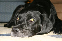 Ebony